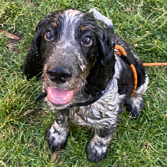 Meet your Posher, M.C. - Picture 2 of 2